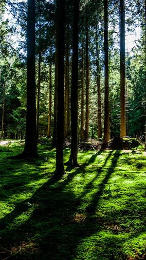 石家庄seo推广工具截图1