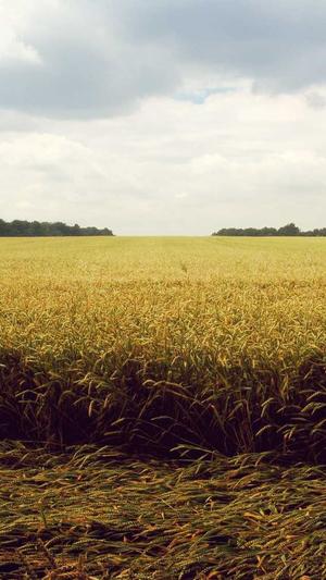 seo站长工具app 代发截图5