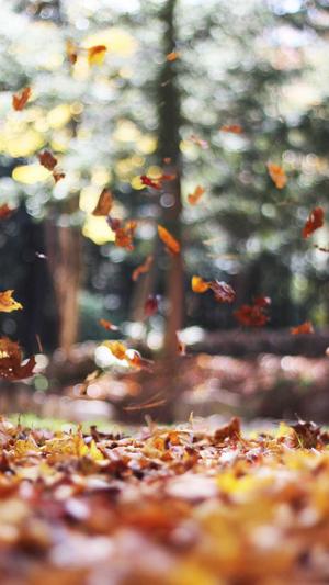 seo网络优化师截图5