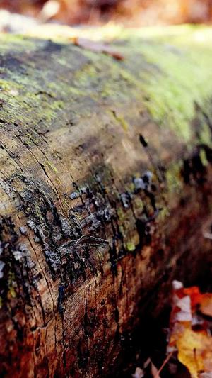 小旋风蜘蛛池最新版截图2