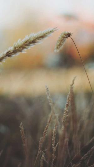 济南网站建设公司川芎网络截图3