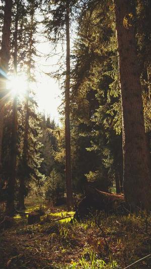 蜘蛛池管理系统设计截图1