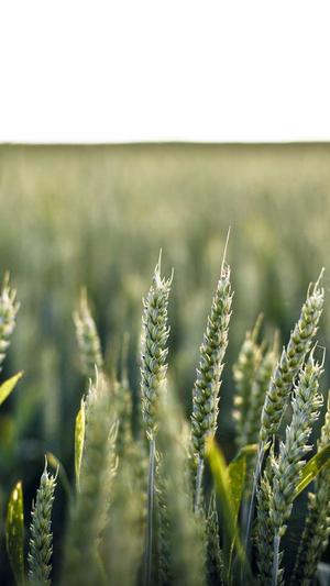 代做泛目录排名截图4