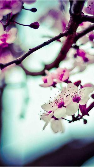 易语言seo工具截图2