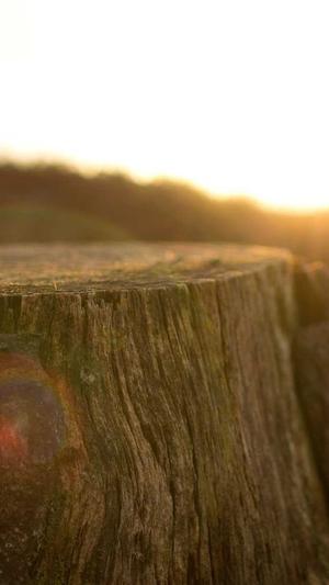 seo案例分析截图1