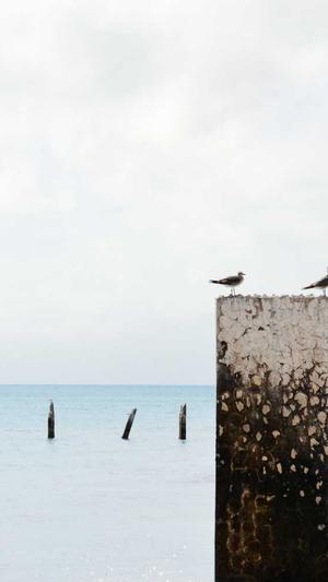 seo公司推荐蜘蛛池截图3