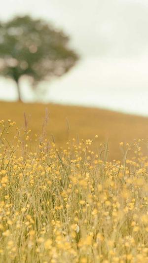 seo排名监测工具截图2